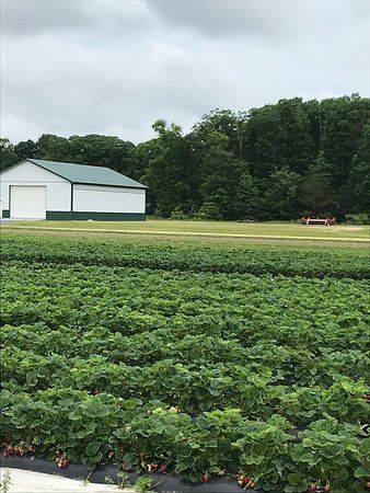 Shlagel Farms