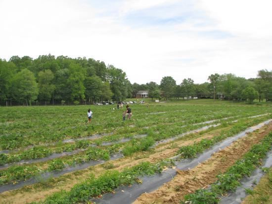 Miller Farms